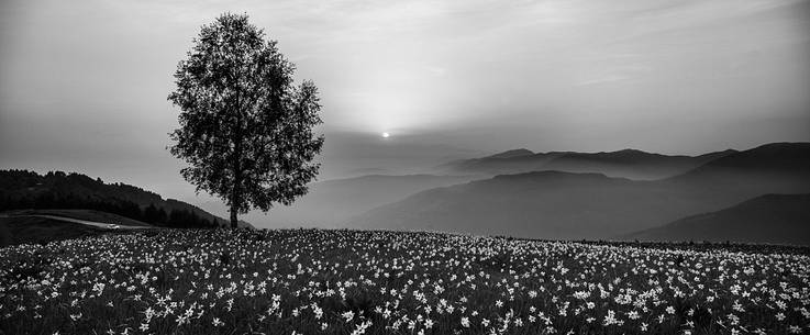 Spring Dawn at Pian di Cultura, Italy