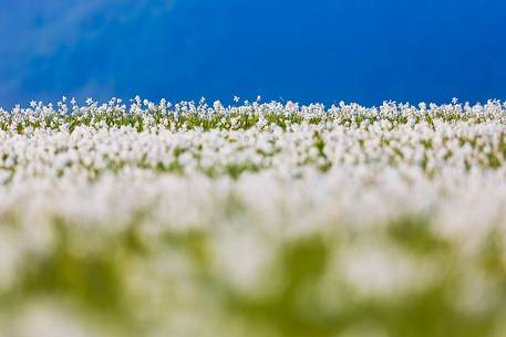 Fields of daffodils Pian di Coltura, Italy