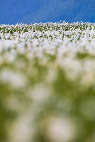 Fields of daffodils Pian di Coltura, Italy