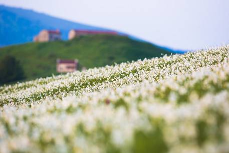 Fields of daffodils Pian di Coltura, Italy