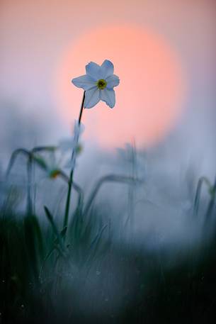 Narcissus at dawn, Italy