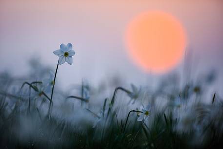 Narcissus at dawn, Italy