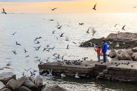 Gulls on the waterfront of Trieste