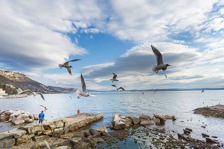 Gulls on the waterfront of Trieste