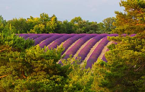 Lavender field in Plateau de Valensole at sunset