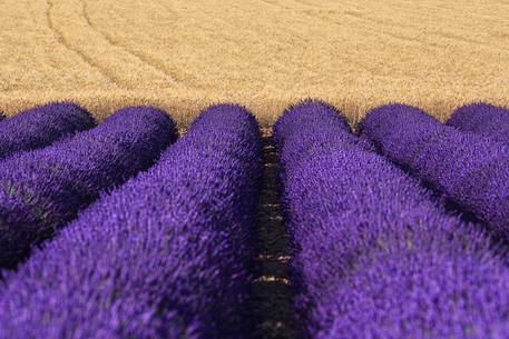 The purple of the lavender fields alternating with yellow wheat fields in Plateau de Valensole