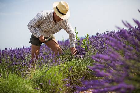 Manual harvesting lavender, Plateau de Valensole