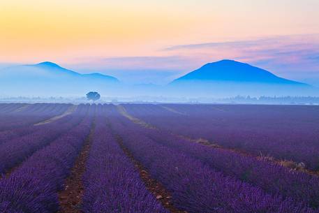 Morning mists in the lavender fields of Plateau de Valensole