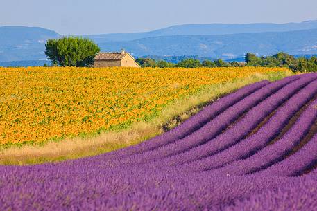 The purple of the lavender fields alternating with yellow sunflower fields in Plateau de Valensole, first week of July, lavender in full bloom