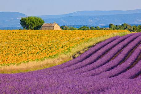The purple of the lavender fields alternating with yellow sunflower fields in Plateau de Valensole, first week of July, lavender in full bloom The purple of the lavender fields alternating with yellow sunflower fields in Plateau de Valensole, first week of July, lavender in full bloom