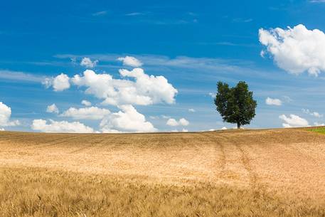 wheat fields on the Plateau of Valensole