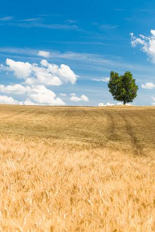 wheat fields on the Plateau of Valensole