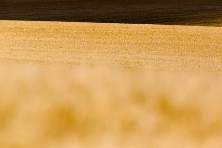 wheat fields on the Plateau of Valensole