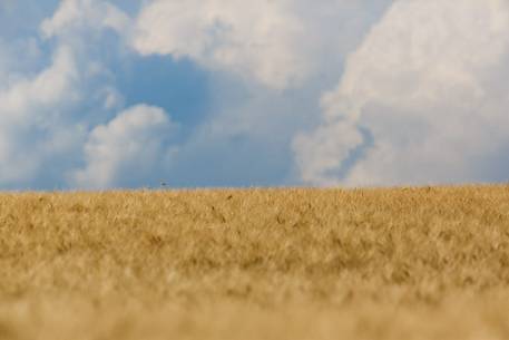 wheat fields on the Plateau of Valensole