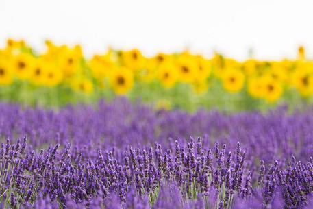 Lavender fields with sunflowers on the Plateau of Valensole