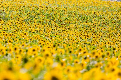 Lavender fields with sunflowers on the Plateau of Valensole