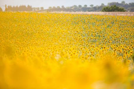 Lavender fields with sunflowers on the Plateau of Valensole