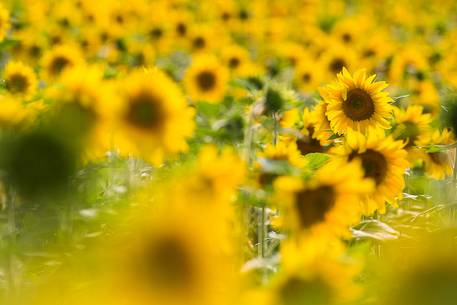 Lavender fields with sunflowers on the Plateau of Valensole