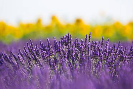 Lavender fields with sunflowers on the Plateau of Valensole