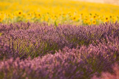 Lavender fields with sunflowers on the Plateau of Valensole