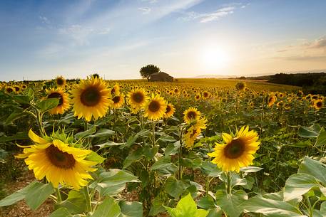 Lavender fields with sunflowers on the Plateau of Valensole