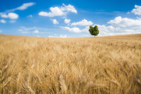 wheat fields on the Plateau of Valensole