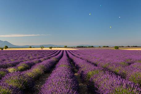 Lavender fields on the plateau of Valensole in the morning