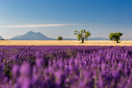 Lavender fields on the plateau of Valensole in the morning