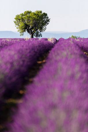 Lavender fields on the plateau of Valensole in the morning