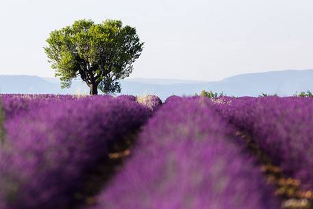 Lavender fields on the plateau of Valensole in the morning