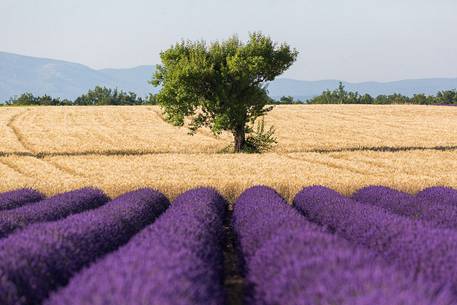 Lavender fields on the plateau of Valensole in the morning