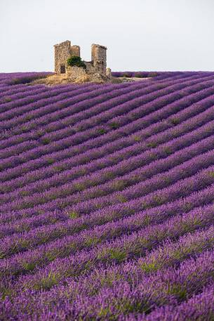 Old warehouse in the lavender fields on the plateau of Valensole