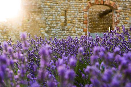 Old warehouse in the lavender fields on the plateau of Valensole