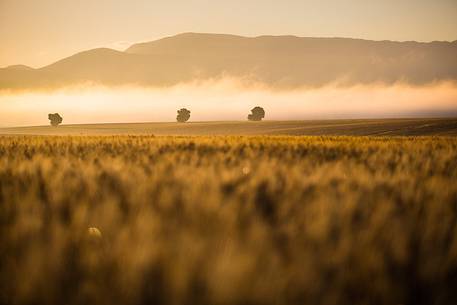 Wheat fields with fog on the plateau of Valensole