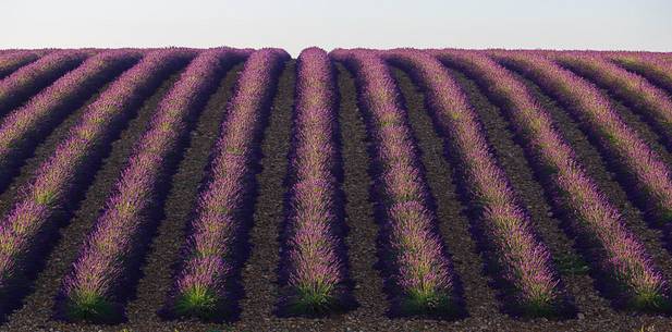 Lavender fields on the plateau of Valensole