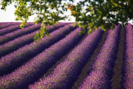 Lavender fields on the plateau of Valensole