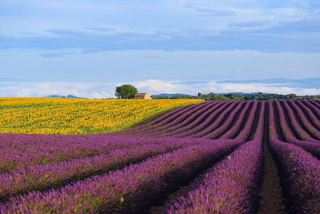 Lavender and sunflower fields on the plateau of Valensole