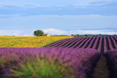 Lavender and sunflower fields on the plateau of Valensole