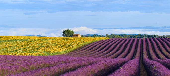 Lavender and sunflower fields on the plateau of Valensole