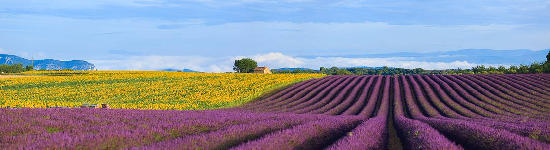 Lavender and sunflower fields on the plateau of Valensole