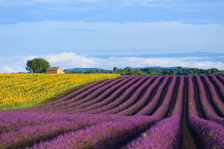 Lavender and sunflower fields on the plateau of Valensole