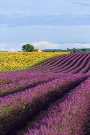 Lavender and sunflower fields on the plateau of Valensole