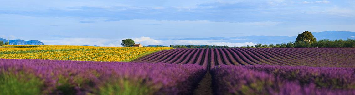 Lavender and sunflower fields on the plateau of Valensole