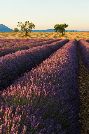 Lavender fields on the plateau of Valensole in the morning