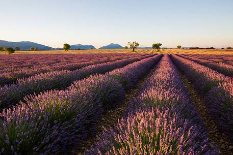 Lavender fields on the plateau of Valensole in the morning