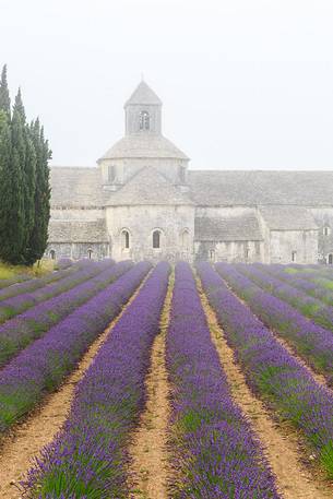 The ancient abbey of Sénanque, located a few kilometers from the picturesque village of Gordes, surrounded by the morning mist The ancient abbey of Sénanque, located a few kilometers from the picturesque village of Gordes, surrounded by the morning mist
