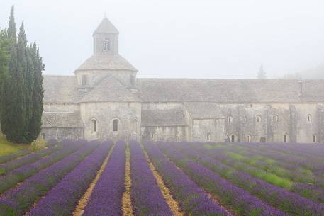 The ancient abbey of Sénanque, located a few kilometers from the picturesque village of Gordes, surrounded by the morning mist The ancient abbey of Sénanque, located a few kilometers from the picturesque village of Gordes, surrounded by the morning mist