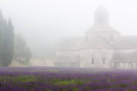 The ancient abbey of Sénanque, located a few kilometers from the picturesque village of Gordes, surrounded by the morning mist The ancient abbey of Sénanque, located a few kilometers from the picturesque village of Gordes, surrounded by the morning mist