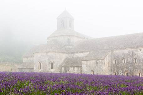 The ancient abbey of Sénanque, located a few kilometers from the picturesque village of Gordes, surrounded by the morning mist The ancient abbey of Sénanque, located a few kilometers from the picturesque village of Gordes, surrounded by the morning mist