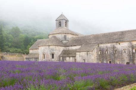 The ancient abbey of Sénanque, located a few kilometers from the picturesque village of Gordes, surrounded by the morning mist The ancient abbey of Sénanque, located a few kilometers from the picturesque village of Gordes, surrounded by the morning mist